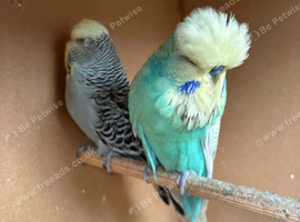 Breeding pair 2023 exhibition budgies