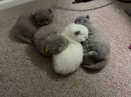 Kittens looking for loving home