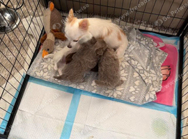 Gorgeous Apple Head,Cream Long Haired 3/4 Russian Chihuahua Beautiful quality