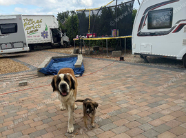 Puppy sale