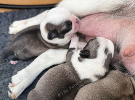Pug Puppies due 9th September