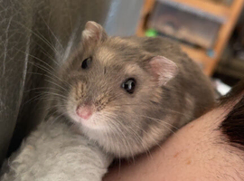 Five baby Russian dwarf hamsters and two juvenile boys