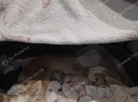 Happy to announce we got 4 puppies