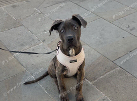 Cane corso puppy