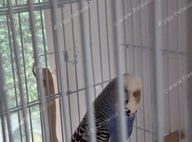 Budgie