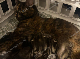 Kittens