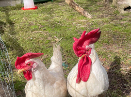 6 Leghorn Chickens looking for a new home