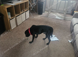Lad x staffy  2 year old