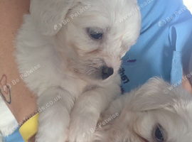 Pups for sale