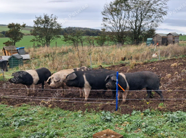 Boars Saddleback cross