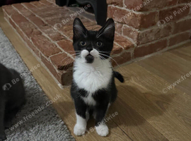 Beautiful kitten girl