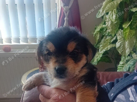 Toy yorkshire terrier