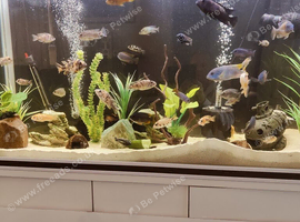 Malawi cichlids