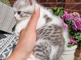 Persian x British Shorthair
