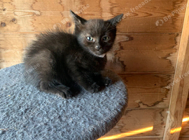 Black female kitten