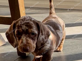 Miniature dachshund puppies
