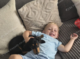 Hello this is Milo mini dachshund