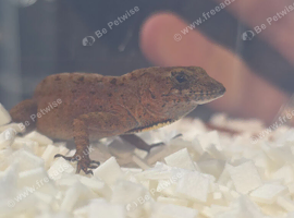 Anolis Sagrei