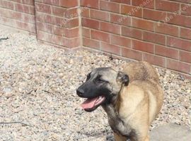 Beautiful Belgium malinois Girl