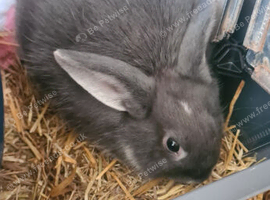 3 bunnies for sale