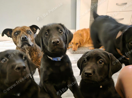 3 full labrador puppies