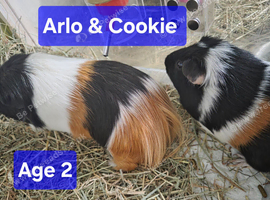 Bonded boys Arlo & Cookie