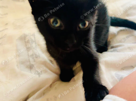 kitten for sale!!!
