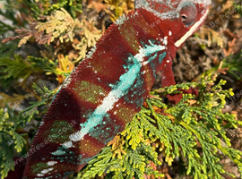 Panther Chameleon F1