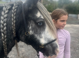Stunning 12.2/3 8 year old mare