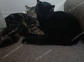 Kittens half Bengal half domestic mum and dad last picture