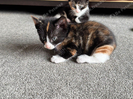 Beautiful kittens - Ready Now