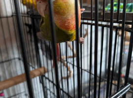 Pineapple greencheek