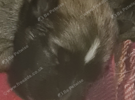 Mali xgsd dad staff mum