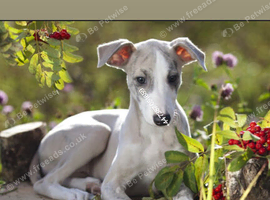Whippet wanted