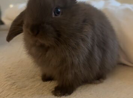 2 boy bunnies 2for &pound;80