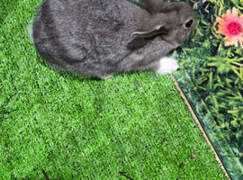 Baby lop eared  rabbit