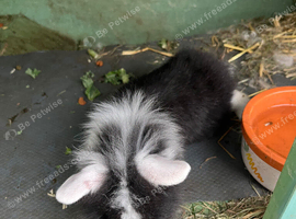 Lionhead/lop baby rabbits