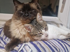 Male Neutered Ragdoll