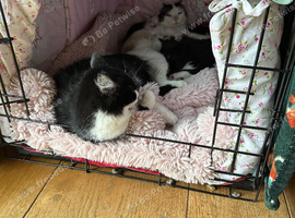 Spot & Dot Brother Kittens