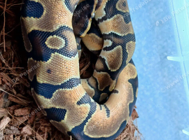 Royal pythons