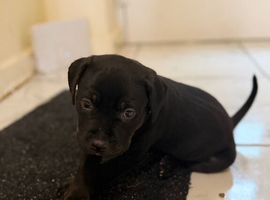Staffordshire bull terrier cross lab