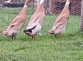 Trio of Fawn and White Indian Runner Ducks