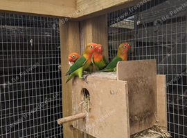 Young lovebirds available!