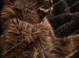 &zwj; GIANT BLACK MAINE COON BOY - LOOKING FOR HIS FOREVER HOME &zwj;