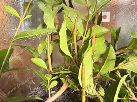 Baby Indian Stick Insects