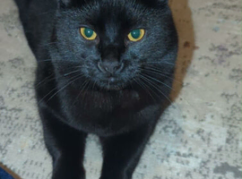 Cat need new home