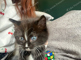 Kittens now ready to go !