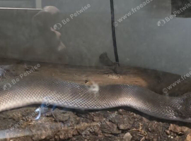 Southern white lipped python