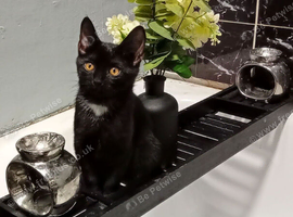 Black female cat one years and half old
