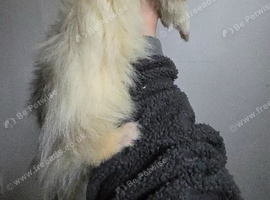 Semi angora Harlequin jill